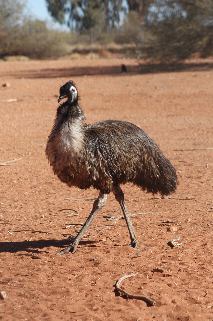 Emu